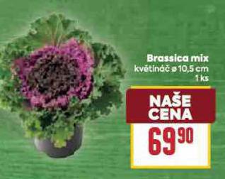 BRASSICA MIX