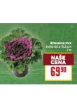 BRASSICA MIX