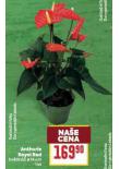 ANTHURIE ROYAL RED