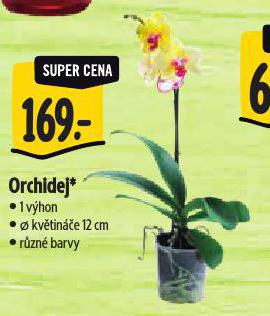 ORCHIDEA