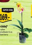 ORCHIDEA