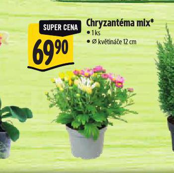 CHRYZANTMA MIX