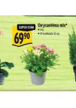 CHRYZANTMA MIX