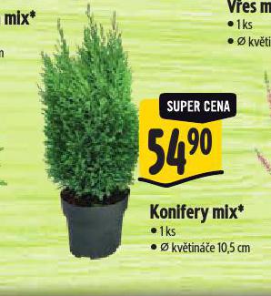 KONIFERY MIX