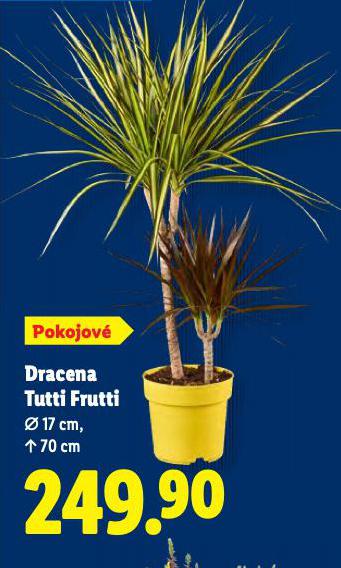 DRACENA TUTTI FRUTTI
