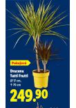 DRACENA TUTTI FRUTTI