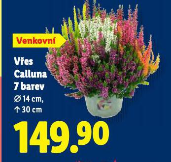 VES CALLUNA 7 BAREV