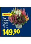 VES CALLUNA 7 BAREV