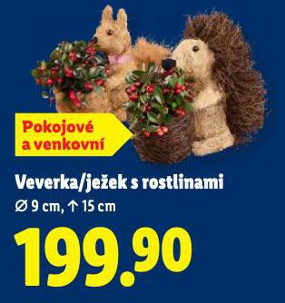 VEVERKA