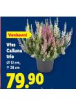 VES CALLUNA TRIO