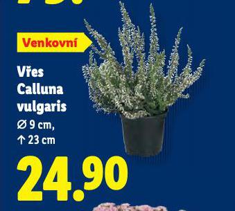 VES CALLUNA VULGARIS