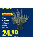 VES CALLUNA VULGARIS