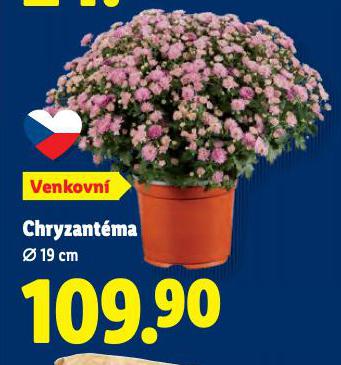 CHRYZANTMA