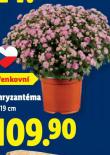 CHRYZANTMA