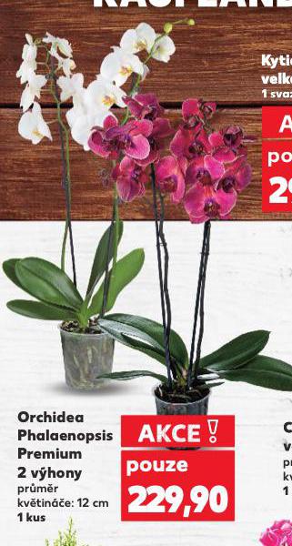 ORCHIDEA PHALAENOPSIS