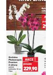 ORCHIDEA PHALAENOPSIS