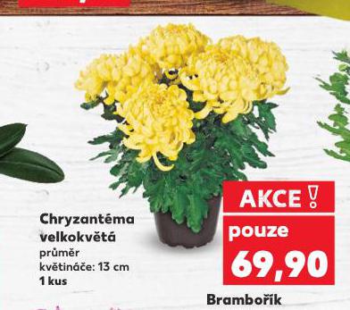 CHRYZANTMA VELKOKVT