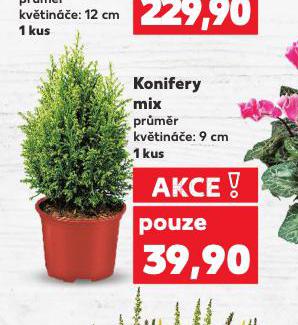 KONIFERY MIX