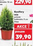 KONIFERY MIX