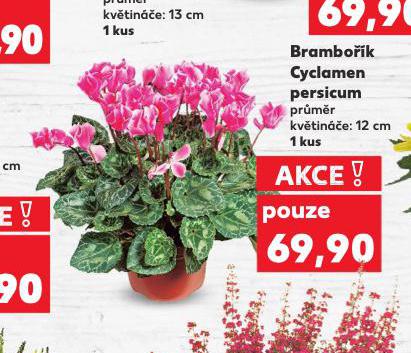 BRAMBOK CYCLAMEN PERSICUM
