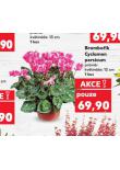 BRAMBOK CYCLAMEN PERSICUM