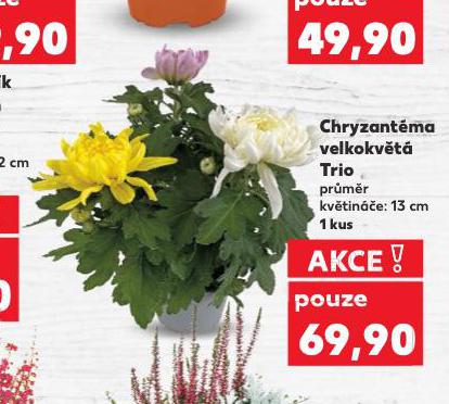 CHRYZANTMA VELKOKVT
