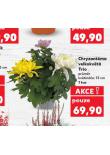CHRYZANTMA VELKOKVT