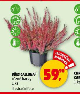 VES CALLUNA