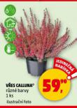 VES CALLUNA