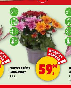 CHRYZANTMY CARNAVAL