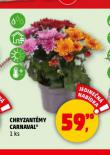 CHRYZANTMY CARNAVAL
