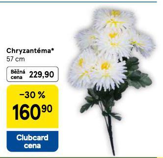 CHRYZANTMA