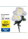 CHRYZANTMA