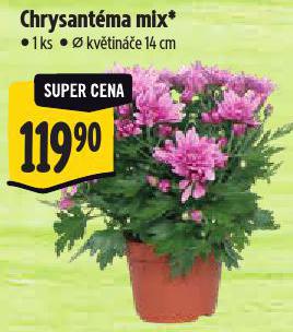 CHRYSANTMA MIX