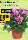 CHRYSANTMA MIX
