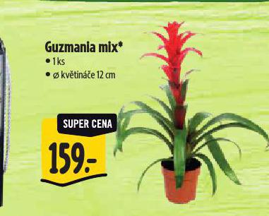 GUZMANIA MIX