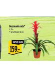 GUZMANIA MIX