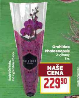 ORCHIDEA PHALAENOPSIS 