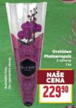 ORCHIDEA PHALAENOPSIS 