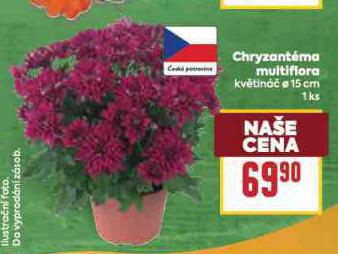 CHRYZANTMA MULTIFIORA