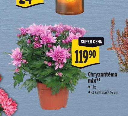 CHRYZANTMA MIX