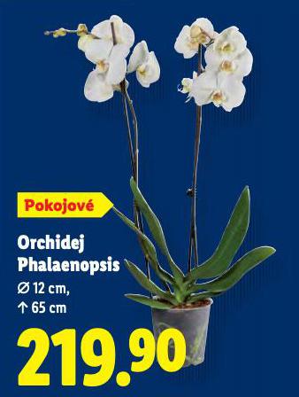 ORCHIDEJ PHALAENOPSIS