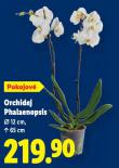 ORCHIDEJ PHALAENOPSIS