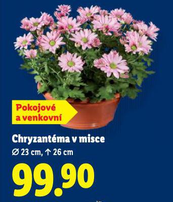 CHRYZANTMA V MISCE