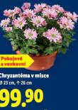CHRYZANTMA V MISCE