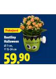 ROSTLINY HALLOWEEN