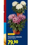 CHRYZANTMA VELKOKVT