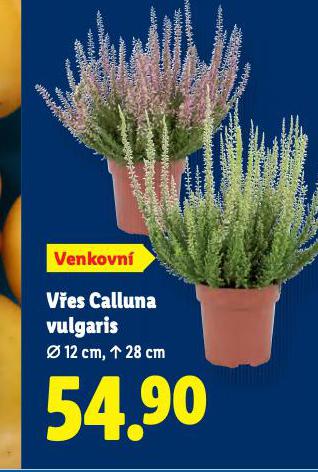 VES OBECN CALLUNA VULGARIS
