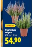 VES OBECN CALLUNA VULGARIS