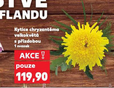 KYTICE CHRYZANTMY